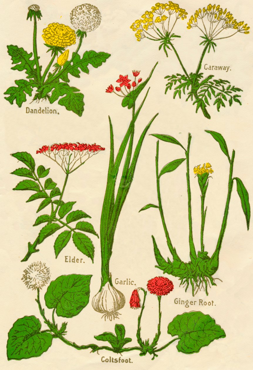 Blumen: Löwenzahn, Kümmel, Holunder, Knoblauch, Huflattich, Ingwerwurzel, ca. 1940 von Unbekannt