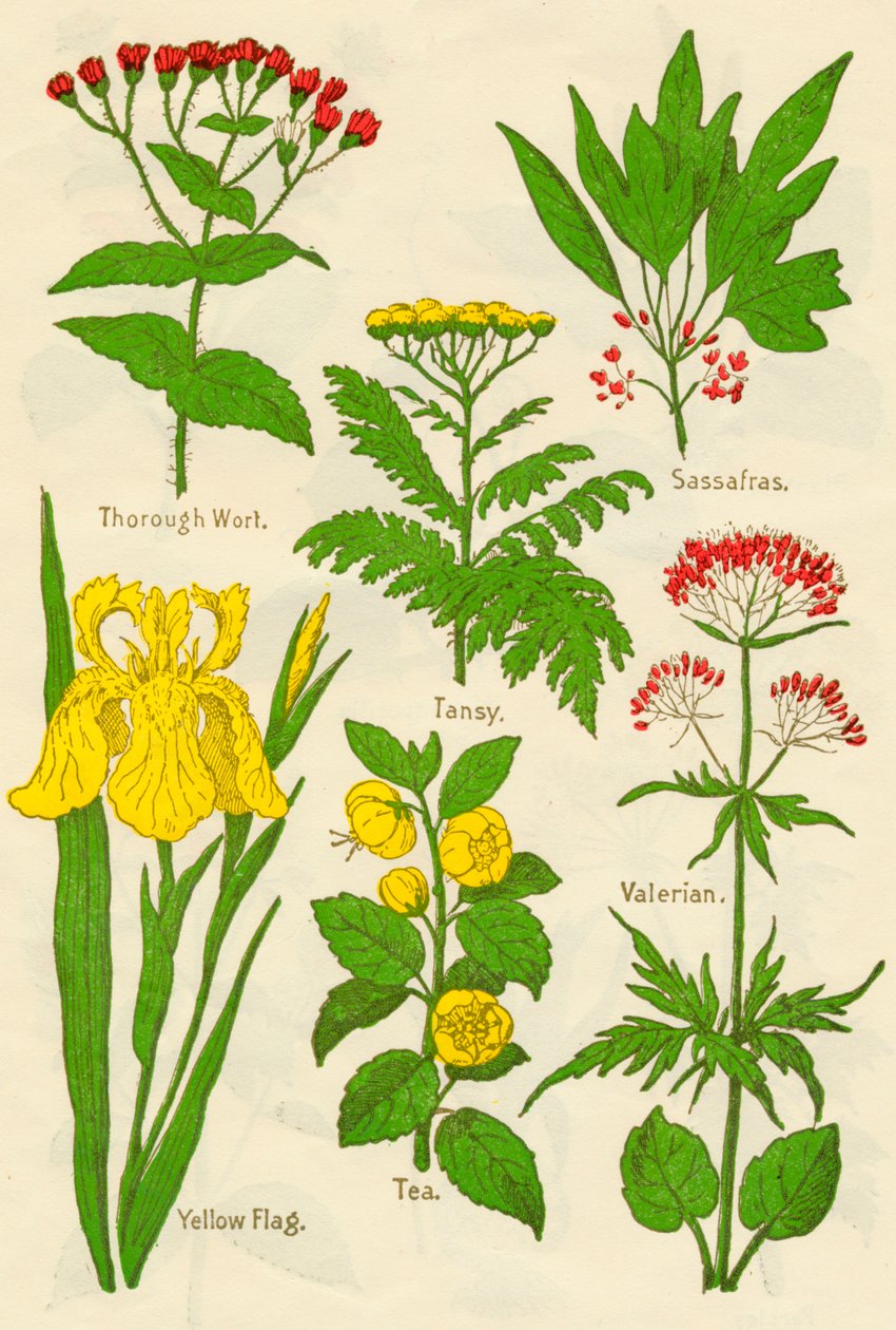 Blumen: Thorough Wort, Rainfarn, Sassafras, Baldrian, Gelbe Schwertlilie, Tee, Baldrian, ca. 1940 von Unbekannt