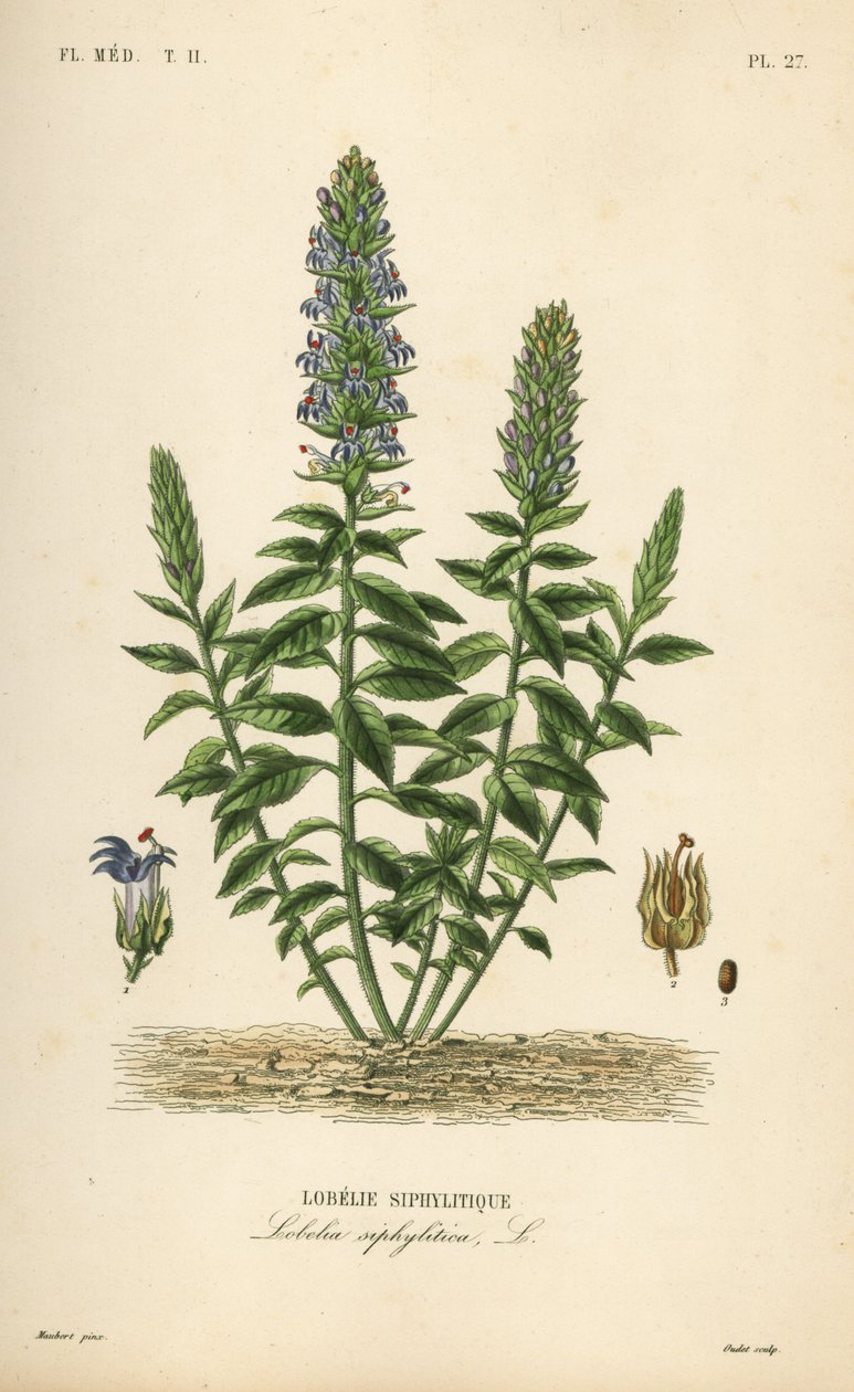 Große Blaue Lobelie von Unbekannt
