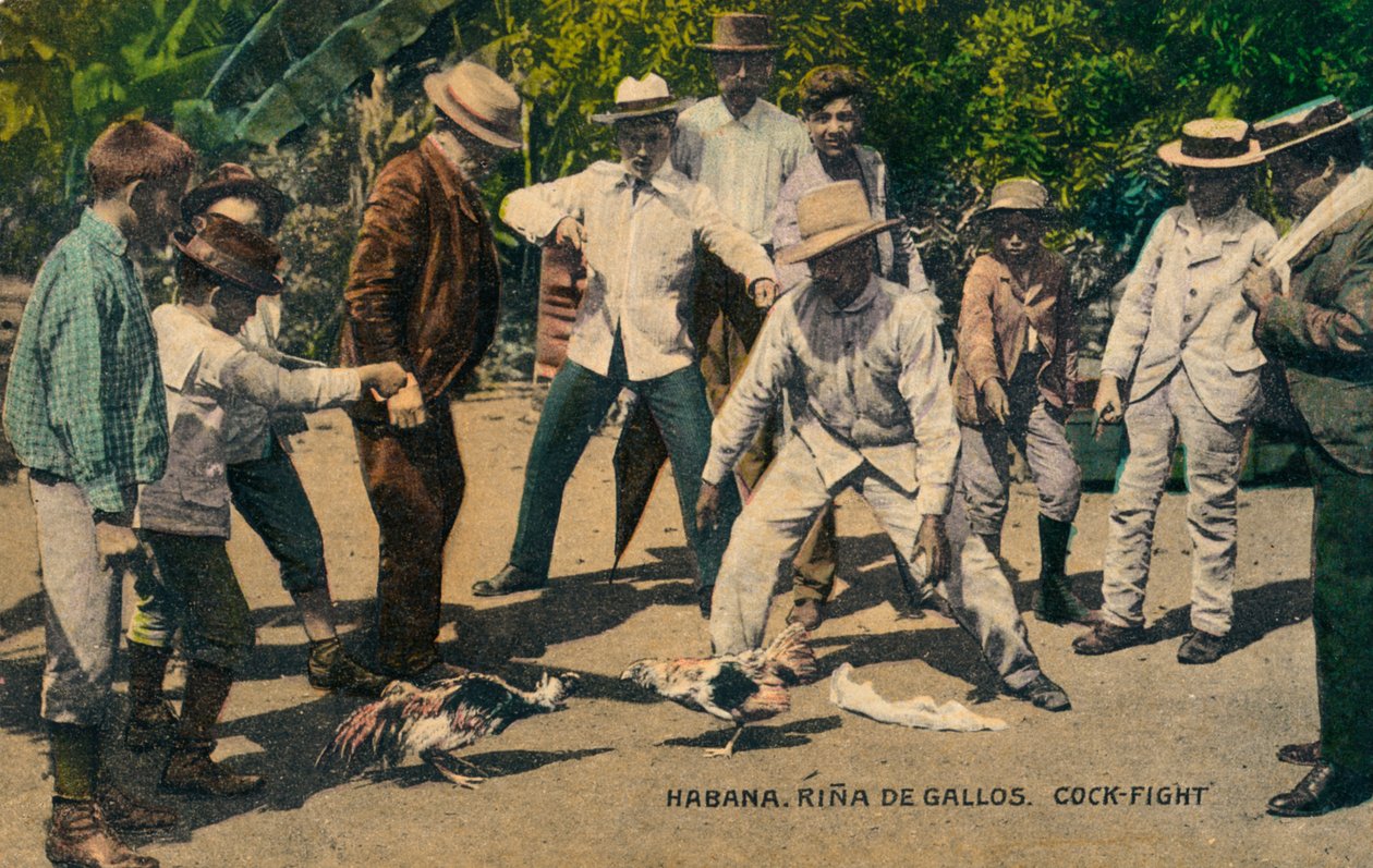Habana. Hahnenkampf, ca. 1900er Jahre von Unbekannt