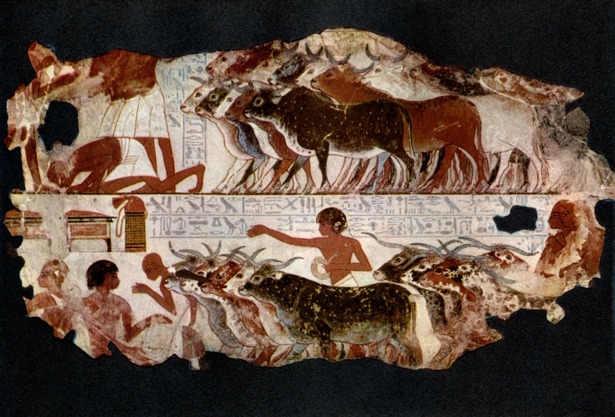 Rinderherden aus der Zeit der 18. Dynastie, Ägypten, ca. 1400 v. Chr., 1936 von Unbekannt