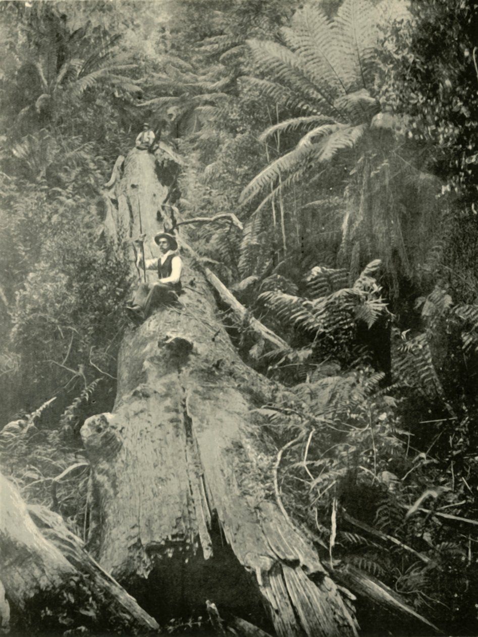 Wie sind die Mächtigen gefallen, 1901 von Unbekannt