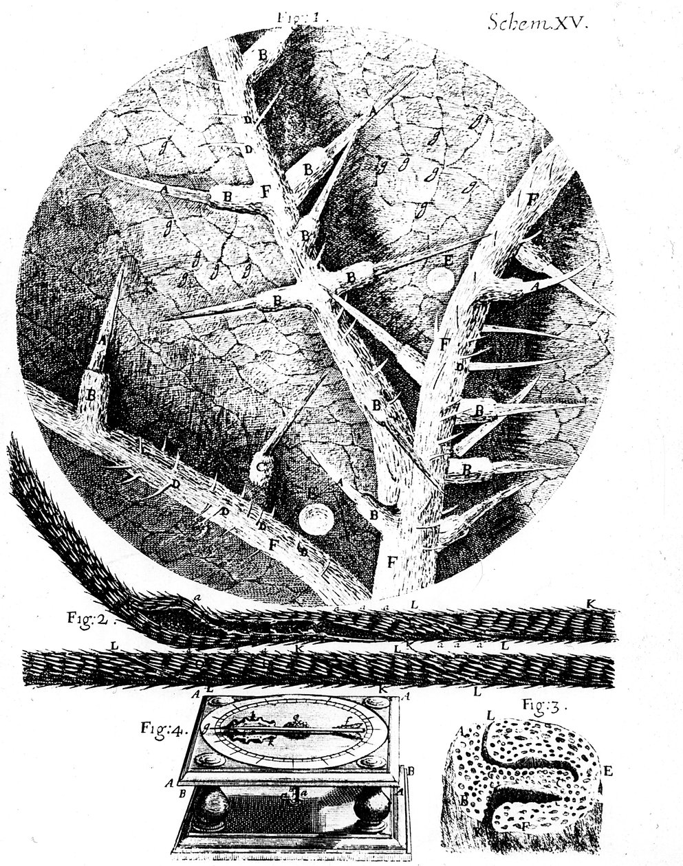 Illustrationen des englischen Mikroskopikers Robert Hookes Micrographia, 1665 von Unbekannt