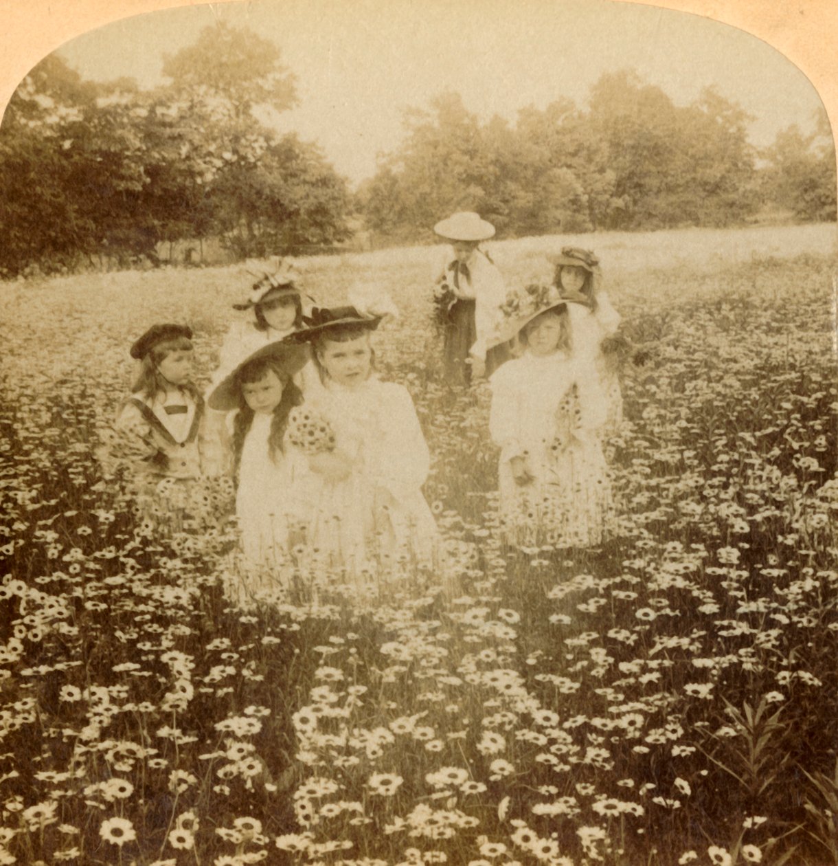 Im Gänseblümchenfeld: Süße Blume der ländlichen Lichtung, 1896 von Unbekannt