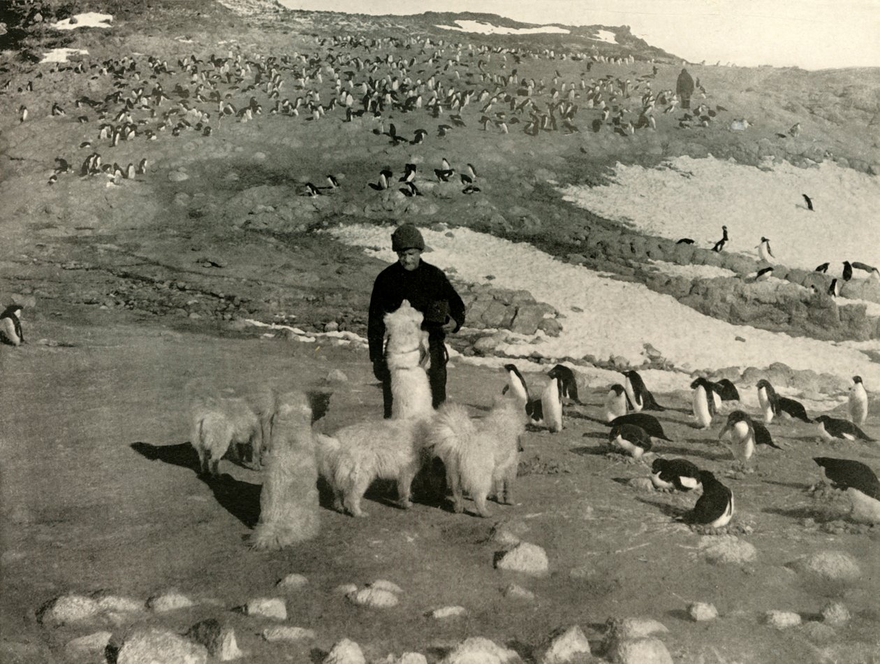 Joyce und die Hunde in der Pinguinkolonie, um 1908, 1909 von Unbekannt