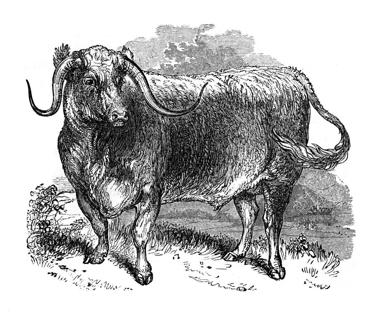 Lancashire-Ochse, Exemplar der langhornigen Rassen, 1848 von Unbekannt