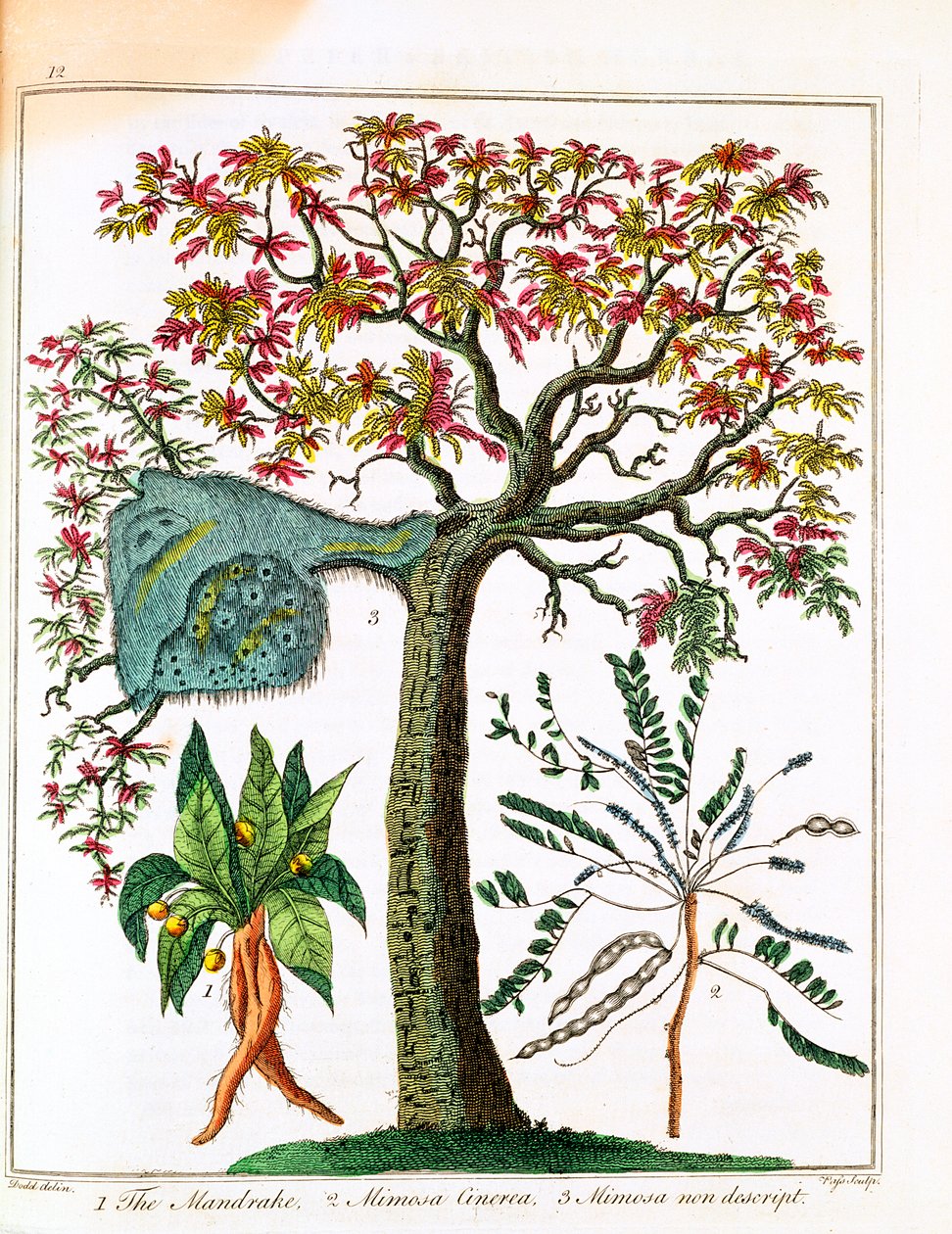 Alraune, Mimose und Akazie, ca. 1795 von Unbekannt