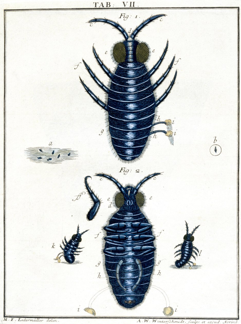 Mikroskopie von Unbekannt