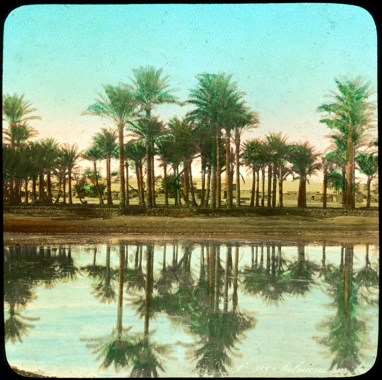 Palmen, die sich im Wasser spiegeln, Indien, späte 19. oder frühe 20. Jahrhundert von Unbekannt