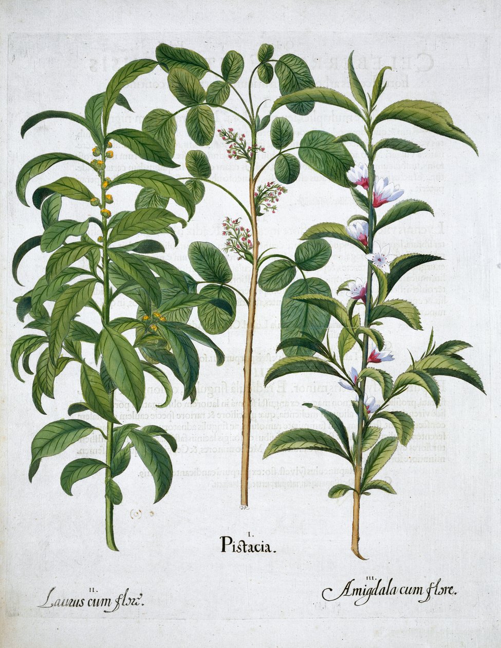 Pistaziennuss, Lorbeerbaum Laurus Nobilis und Mandel, 1613 von Unbekannt