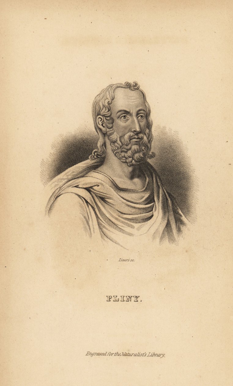 Plinius der Ältere, Gaius Plinius Secundus, römischer Autor, Naturforscher und Naturphilosoph, 23-79 n. Chr. von Unbekannt