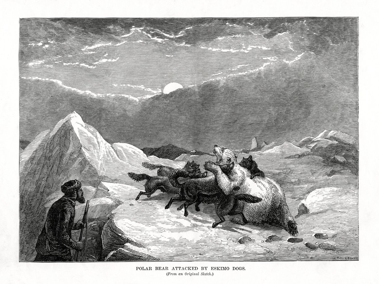 Eisbär von Eskimohunden angegriffen, 1877 von Unbekannt
