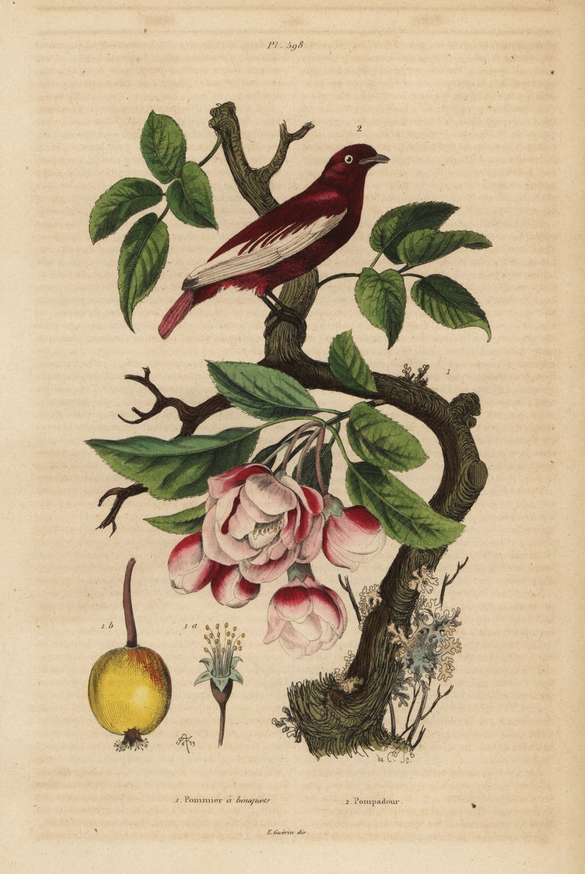 Pompadour-Kotinga, Xipholena punicea, auf einem Apfelbaum, Malus pumila, Frucht, Blüte von Unbekannt