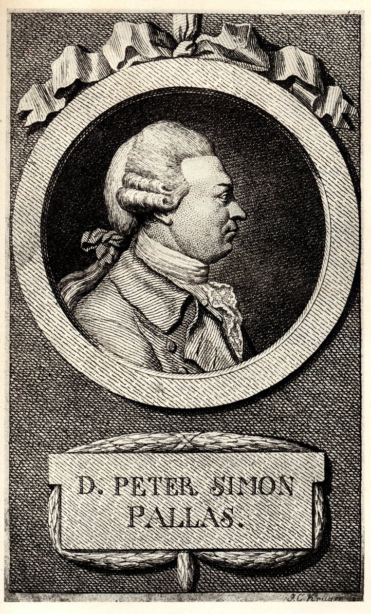 Porträt des Zoologen und Botanikers Peter Simon Pallas 1741-1811, frühes 19. Jahrhundert von Unbekannt
