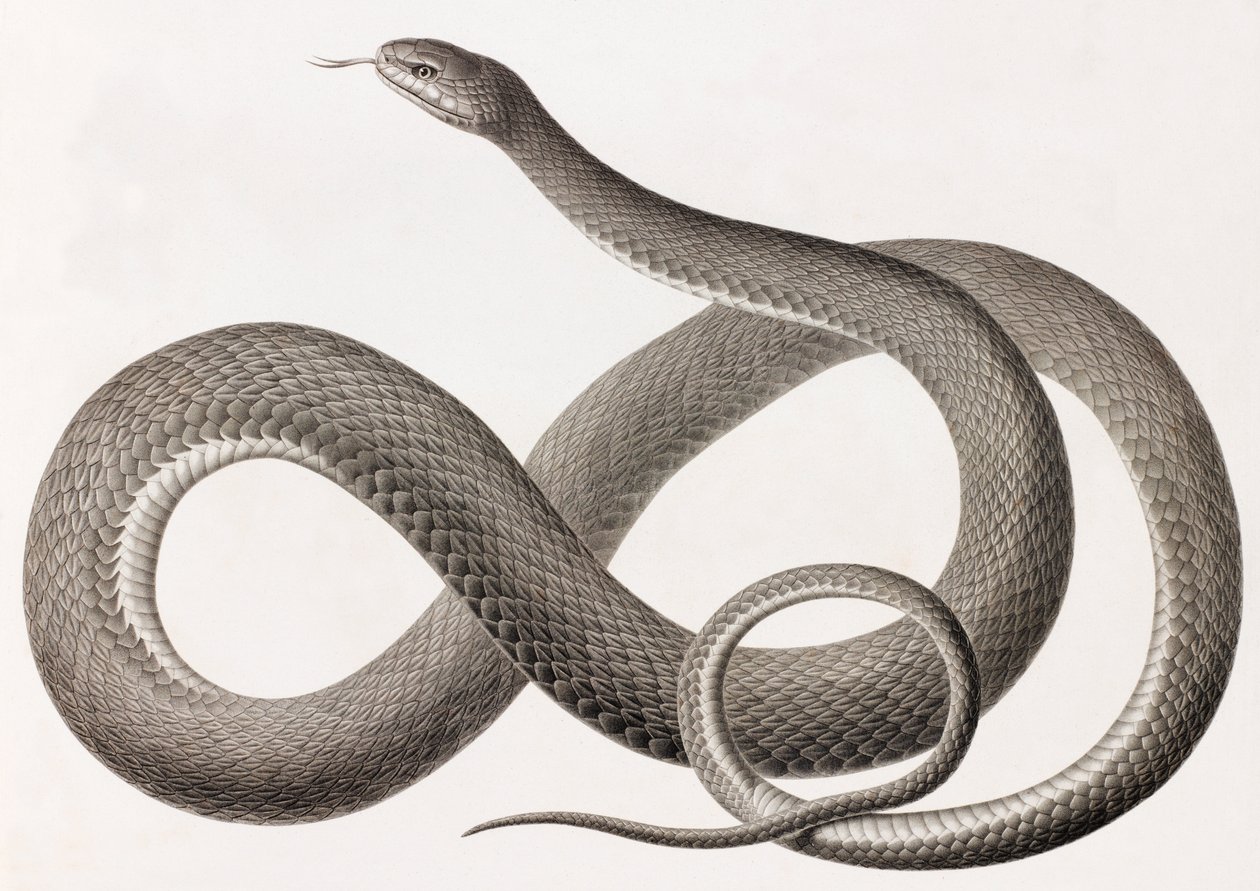 Reptilien: eine Nahaufnahme einer Illustration einer Schlange von Unbekannt