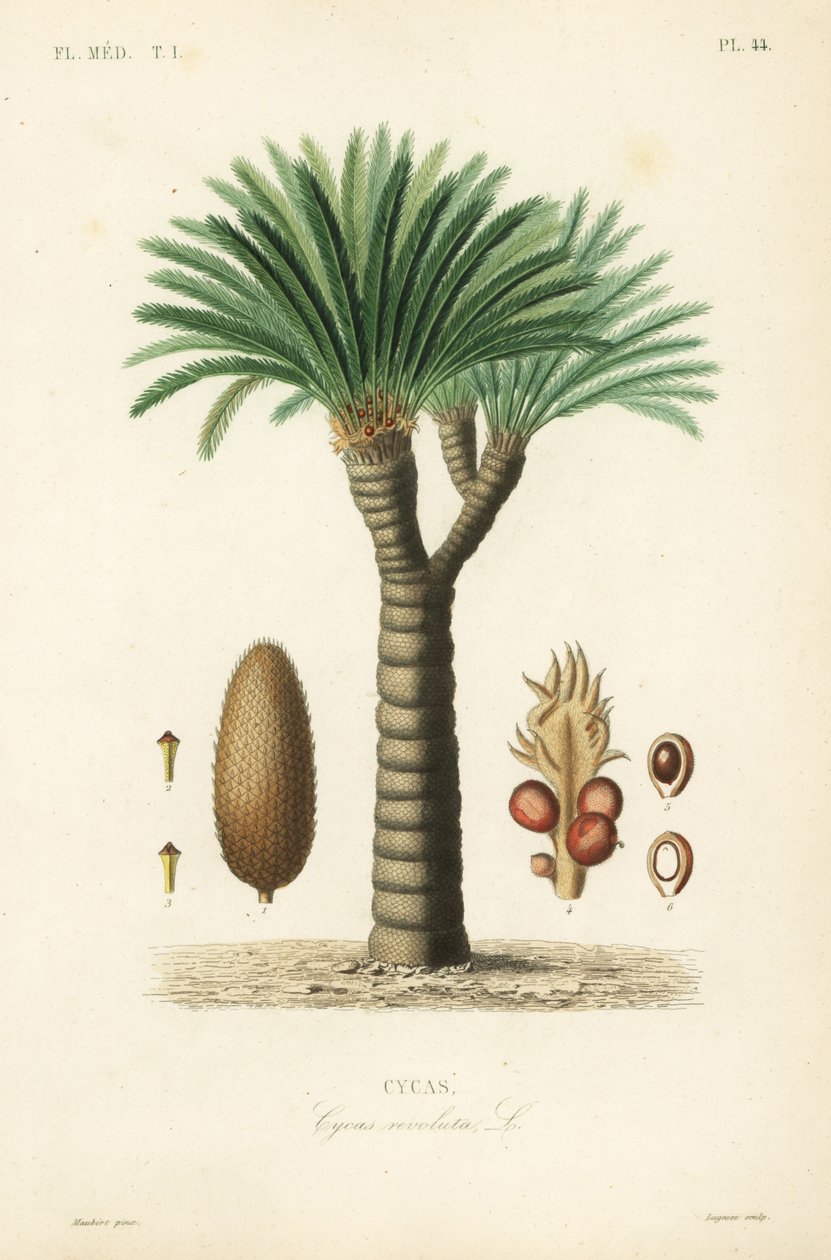 Sagopalmfarn, Cycas revoluta von Unbekannt