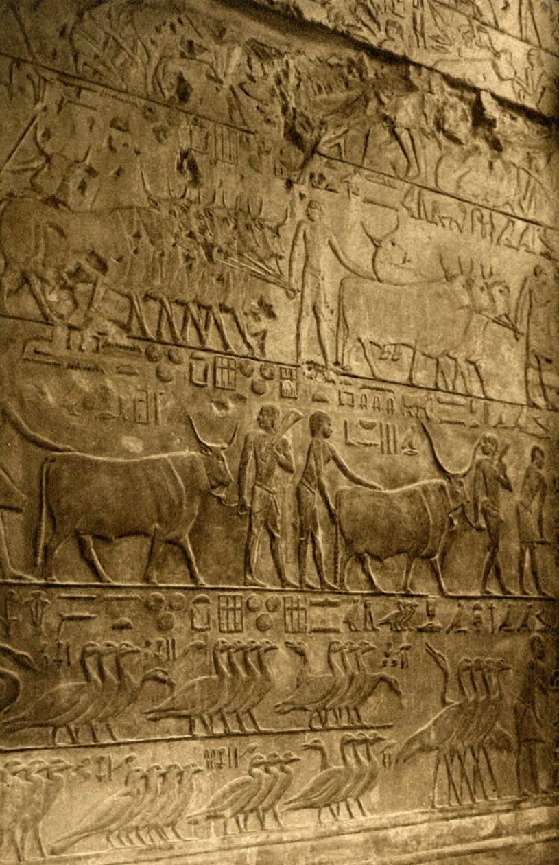 Saqqara - Grab des Ptahotep - Wanddekoration von Unbekannt
