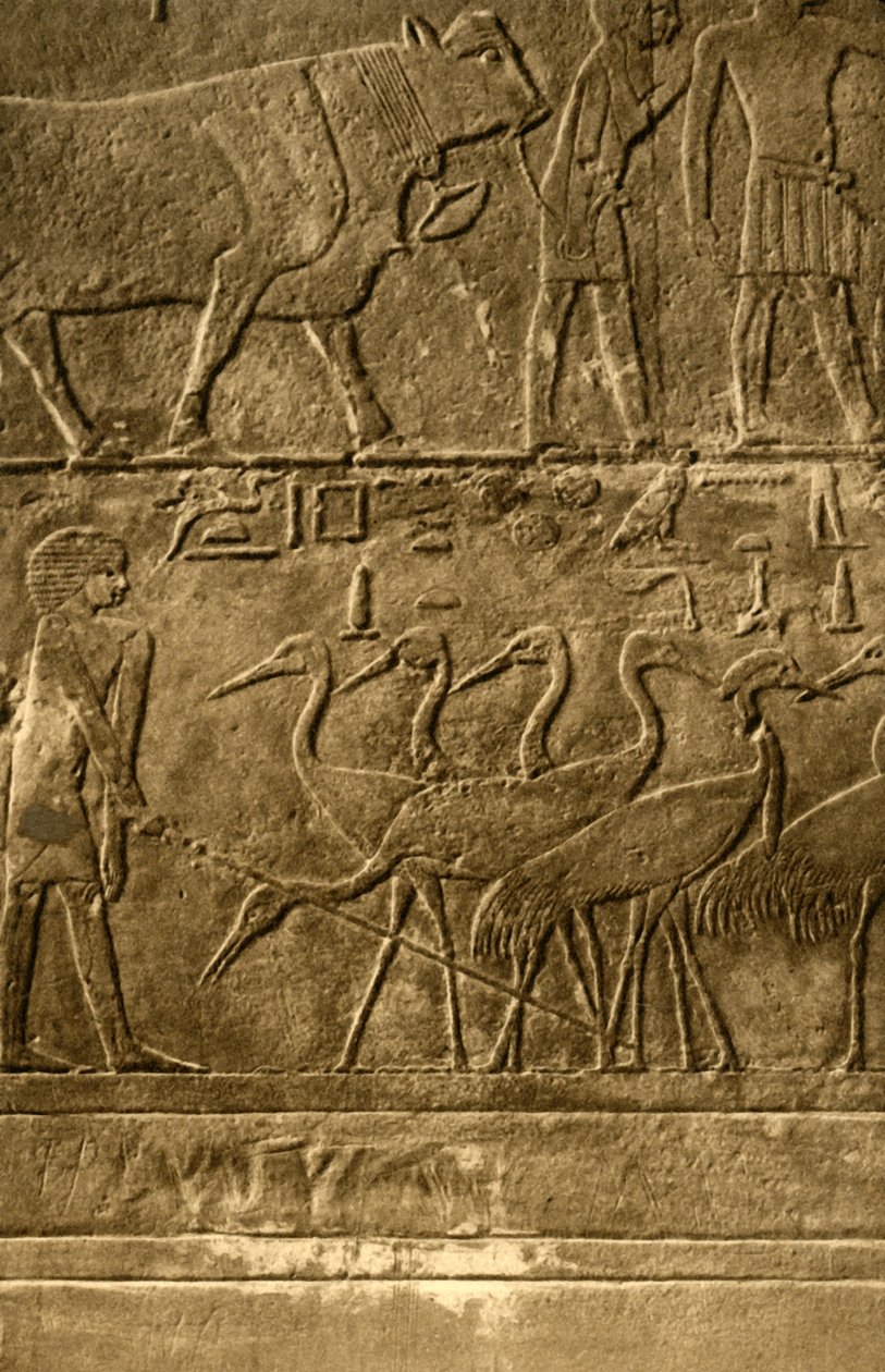 Saqqara - Grab des Ti Wandmalereien, um 1918-1939 von Unbekannt