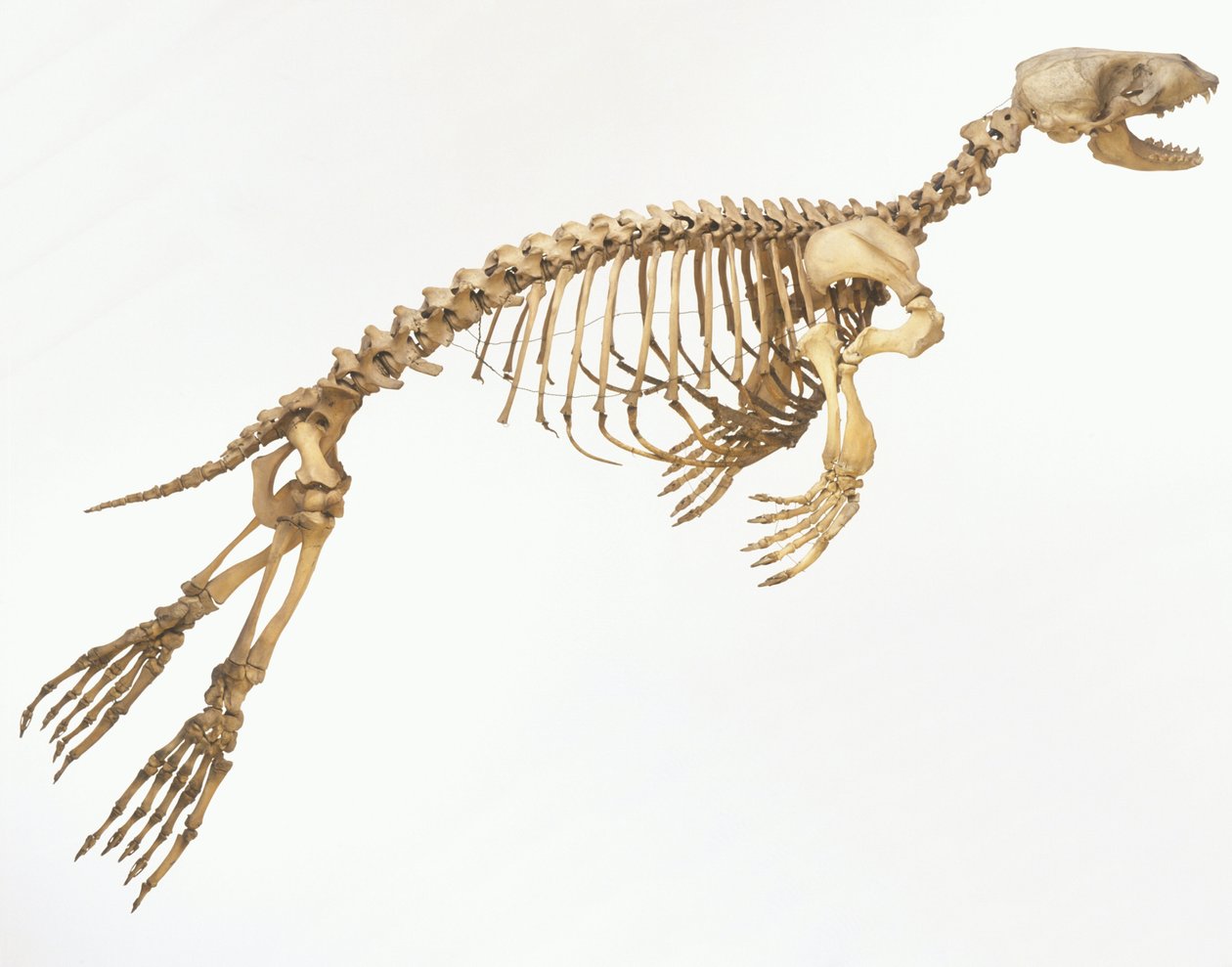 Skelett einer Hafenrobbe (Phoca vitulina) 
