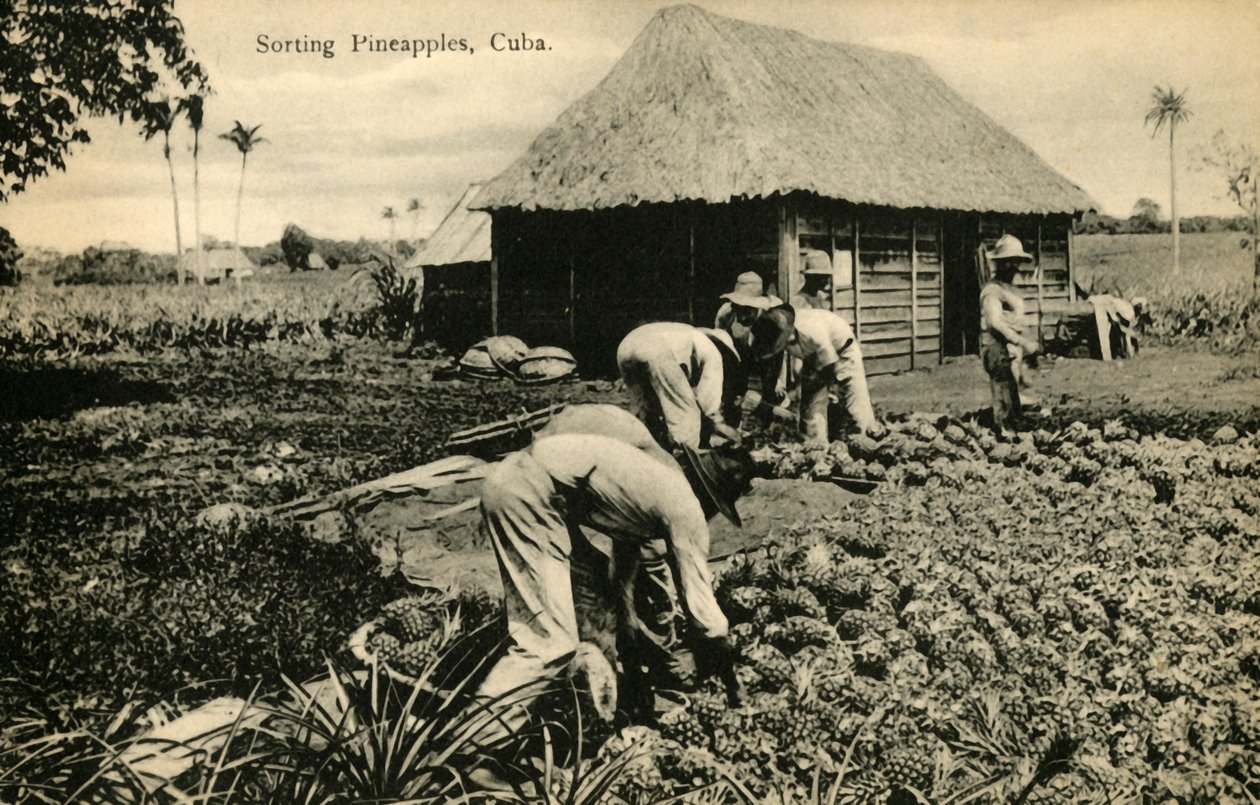 Sortieren von Ananas, Kuba, späte 19. bis frühe 20. Jahrhundert von Unbekannt