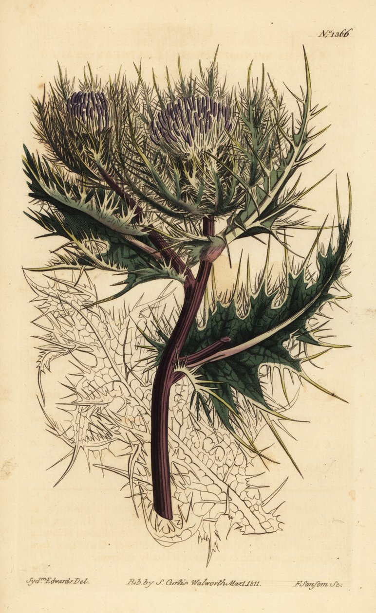 Stacheligste Distel, Cirsium spinosissimum (Federköpfiger Cnicus, Cnicus spinosissimus) von Unbekannt