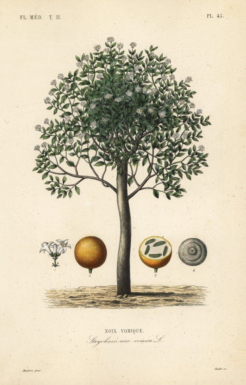 Strychninbaum, Brechnuss, Giftbaum oder Strychnosamen, Strychnos nux-vomica von Unbekannt