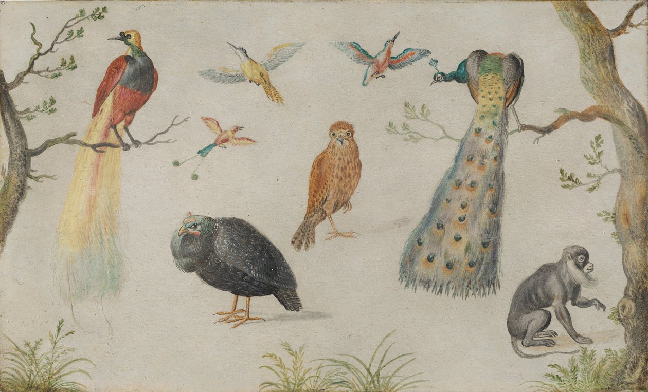 Studie von Vögeln und Affen, 1660-1670 von Unbekannt