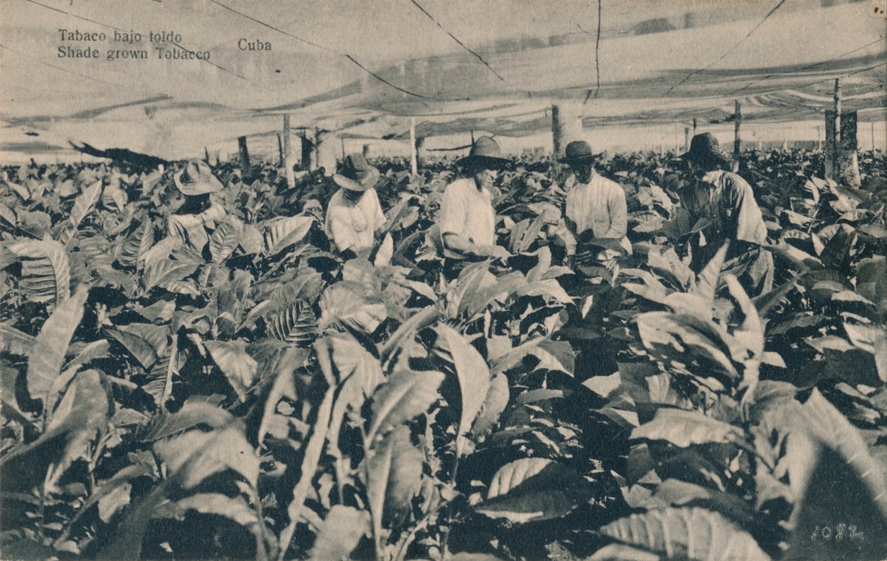 Tabaco bajo toldo. Schattengewachsener Tabak - Kuba, um 1900 von Unbekannt