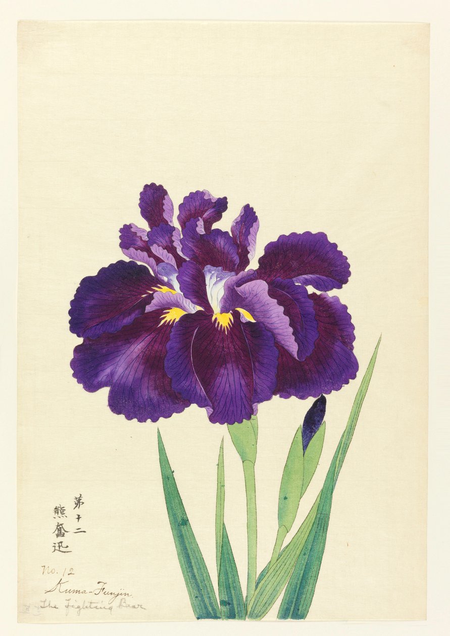 Der kämpfende Bär (Kuma Funjin), Nr. 12, ca. 1910 von Unbekannt
