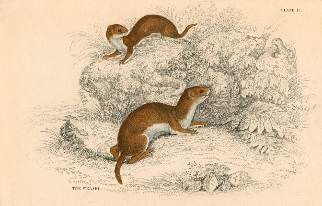 Wiesel Putorius nivalis, das kleinste europäische Raubtier, 1828 von Unbekannt