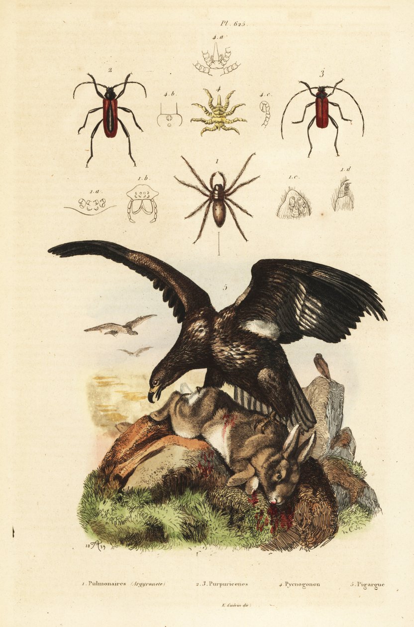Seeadler und Beute, Wasserspinne, Purpuricenus-Käfer von Unbekannt