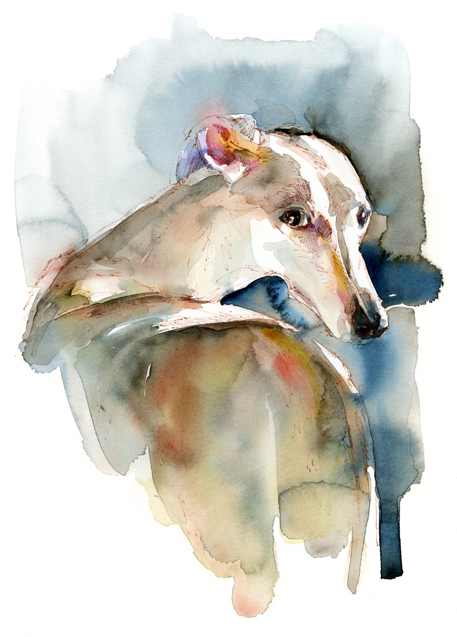 Windhund Hope, 2016 von Unbekannt Unbekannt