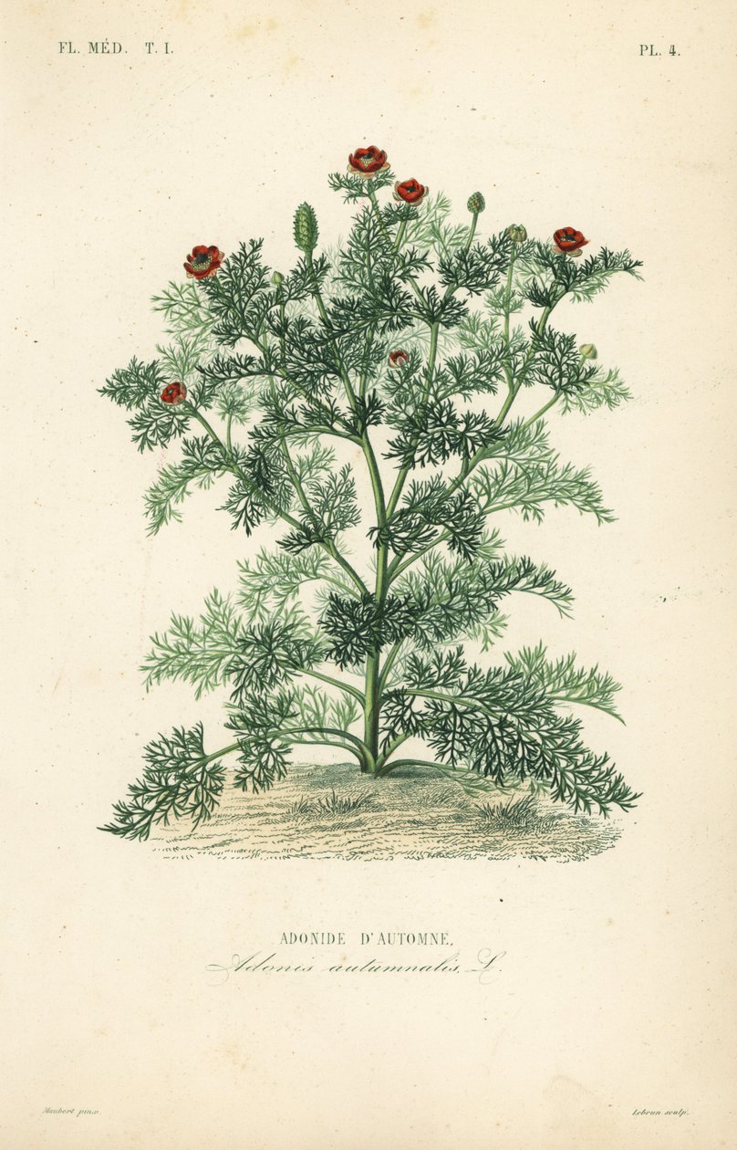 Adonisröschen oder Herbst-Adonisröschen, Adonis annua von Unbekannt