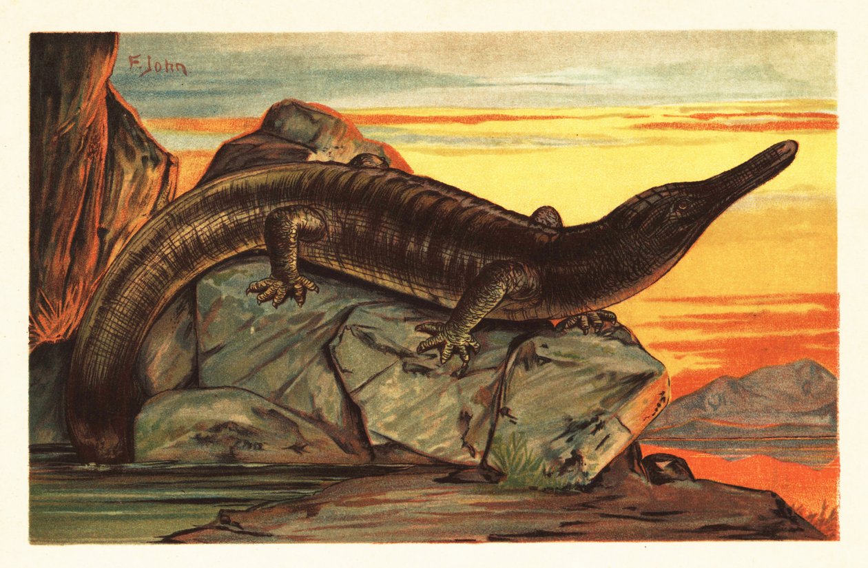Archegosaurus decheni sonnt sich auf einem Felsen. 1908 (Lithografie) von Unbekannter Künstler