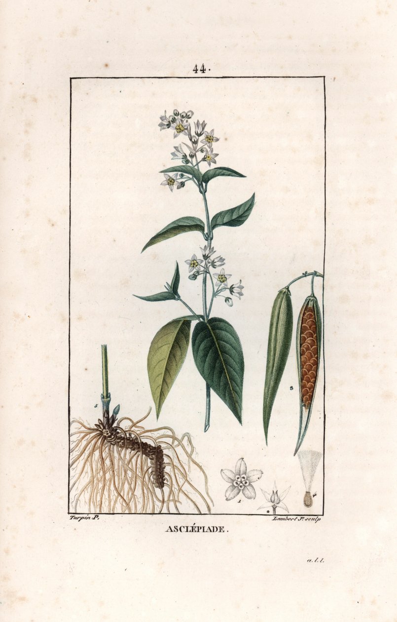 Asclepiade oder Herbe à la wadding oder Herbe aux parruches - Gravur von Lambert fils, nach einer Zeichnung von Pierre Jean Francois Turpin (1775-1840), aus „La flore medicale, de Chaumeton, Poiret et Chamberet“, Paris 1830 - Schwalbenwurz, Vincetoxicum hi von Unbekannter Künstler