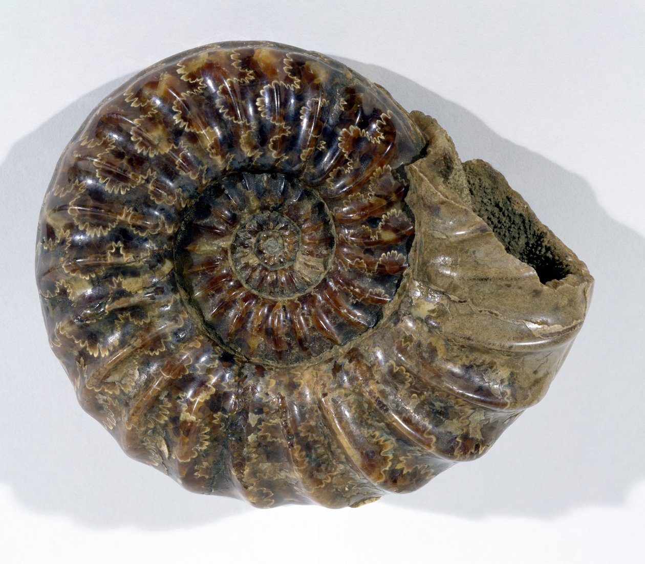 Asteroceras obtusum (Ammonit) gefunden in Lyme Regis, Dorset, Unterjura von Unbekannt