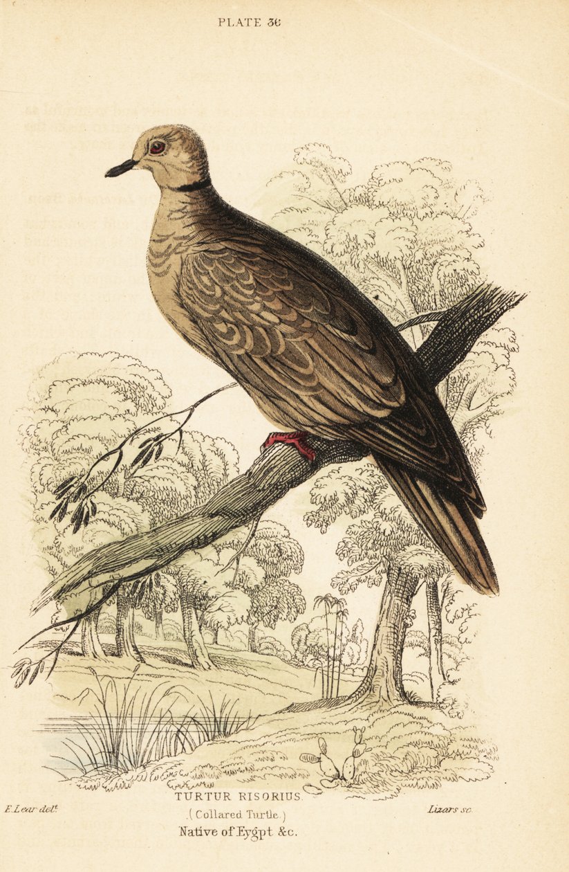 Türkentaube, Streptopelia risoria. 1889 (Gravur) von Unbekannter Künstler