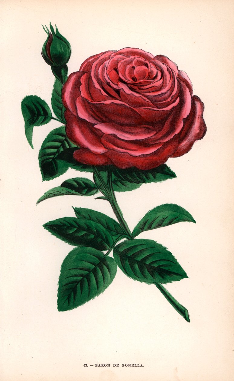 Baron de Gonella Rose, Sorte der Ile-Bourbon-Rose, gezüchtet von Monsieur Guillot Sr. in Lyon im Jahr 1859. Chromolithographie gezeichnet und lithographiert nach der Natur von F. Grobon aus Hippolyte Jamain und Eugene Forneys Les Roses von Unbekannter Künstler