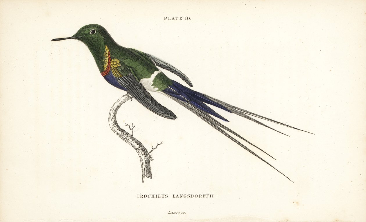 Schwarzbauch-Dornschwanz, Discosura langsdorffi (Langsdorffs Kolibri, Trochilus langsdorffii). Handkolorierter Stahlstich von William Lizars aus Sir William Jardines Naturalist