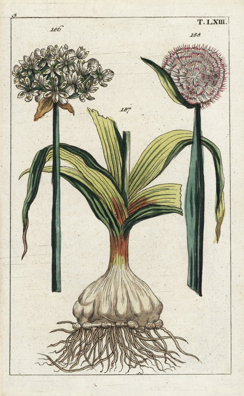 Schwarzer Knoblauch (Allium nigrum 186) und Zwiebel, Allium cepa, Zwiebel 187 und Blume 188. Handkolorierter Kupferstich einer botanischen Illustration aus G. T. Wilhelms „Unterhaltungen aus der Naturgeschichte“ (Enzyklopädie der Naturgeschichte) von Unbekannter Künstler