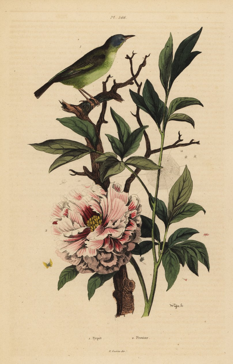Blauköpfiger Fächerschwanz, Rhipidura cyaniceps 1 und Pfingstrose, Paeonia suffruticosa 2 von Unbekannt