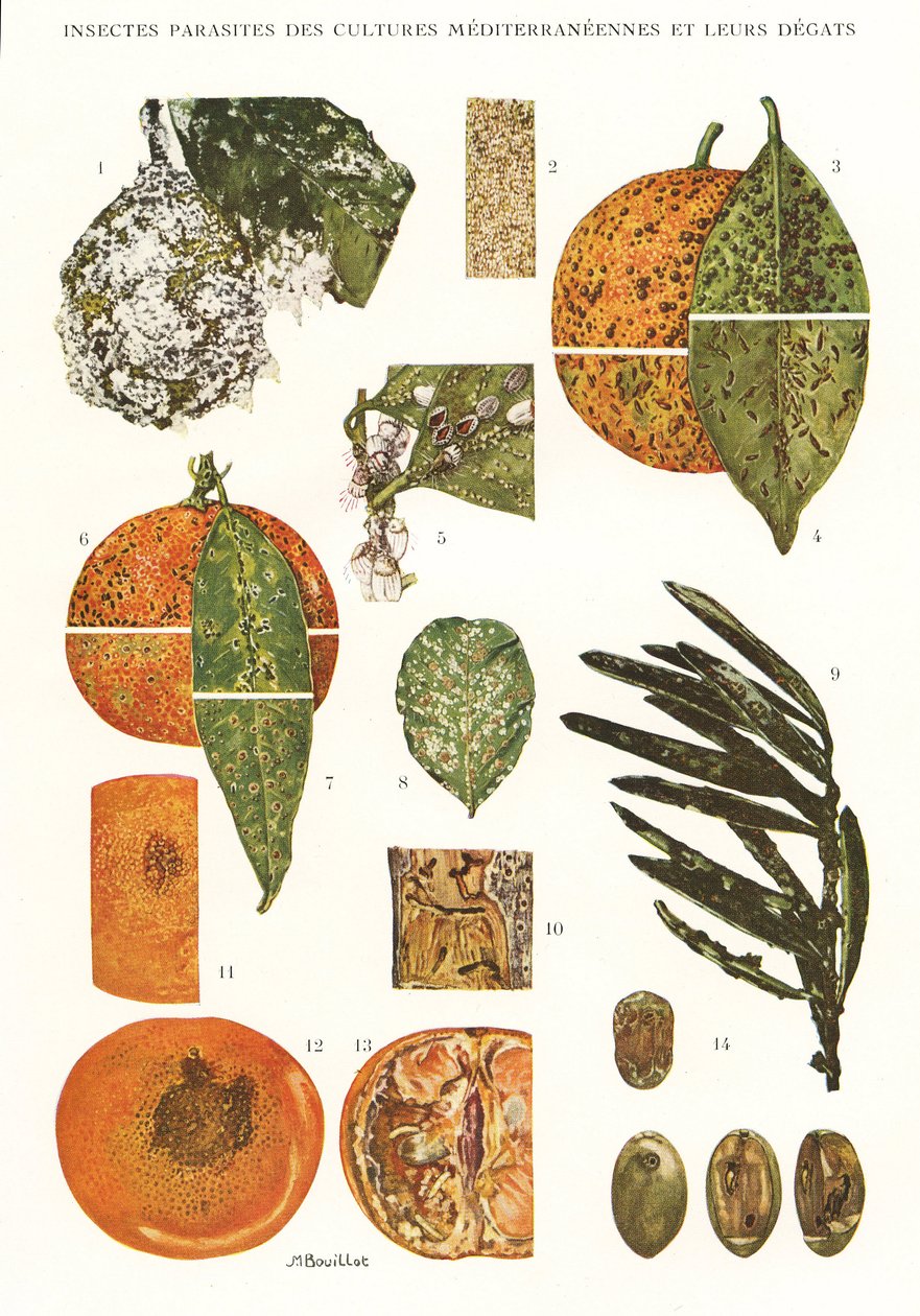 Botanische Tafel/Schädlinge mediterraner Kulturen von Unbekannt