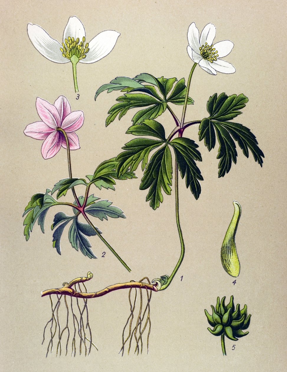 Botanische Tafel, giftige und medizinische Pflanze: Buschwindröschen (Anemone nemorosa) von Unbekannter Künstler