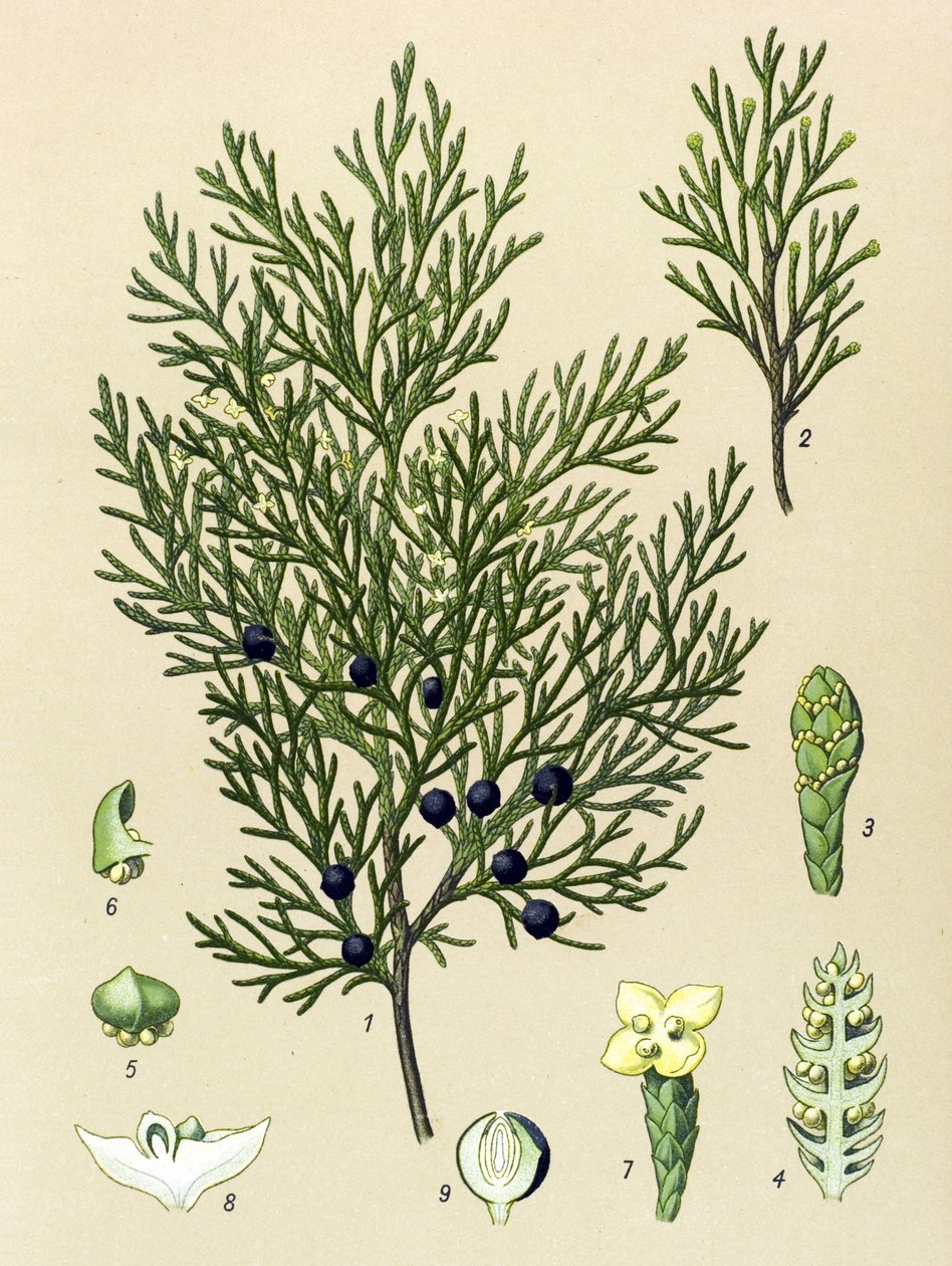 Botanische Tafel. Giftige und Heilpflanze: Sadebaum (Juniperus sabina) von Unbekannter Künstler