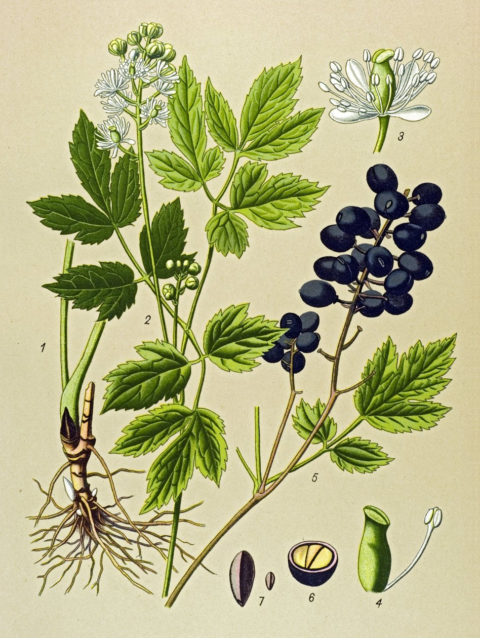 Botanische Tafel, giftige und medizinische Pflanze: Sommer-Adonisröschen (Adonis aestivalis) von Unbekannter Künstler