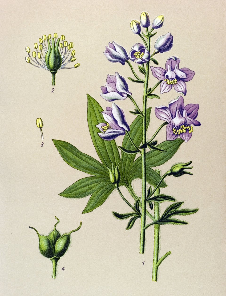 Botanische Tafel. Giftige Pflanze: Stephanskraut (Delphinium staphysagria) von Unbekannter Künstler