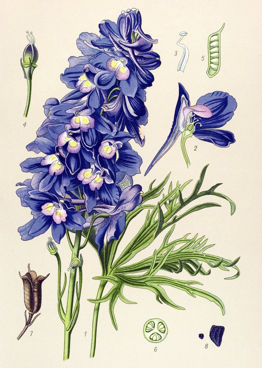 Botanische Tafel, giftige Pflanze: Rittersporn (Delphinium grandiflorum) von Unbekannter Künstler