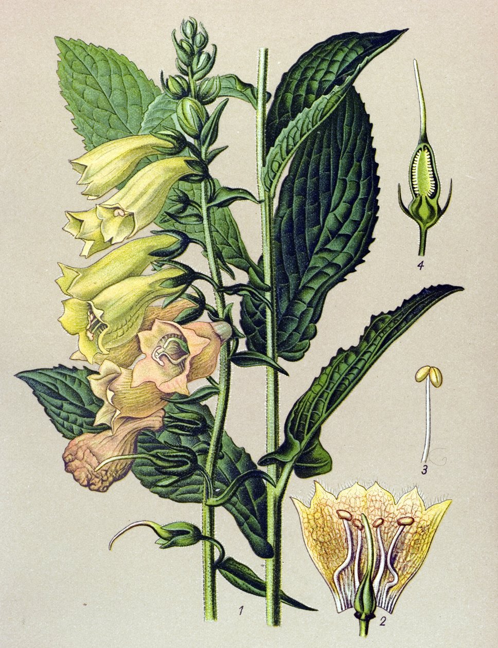 Botanische Tafel, Pflanze: Großblütiger Fingerhut (Digitalis grandiflora) von Unbekannter Künstler