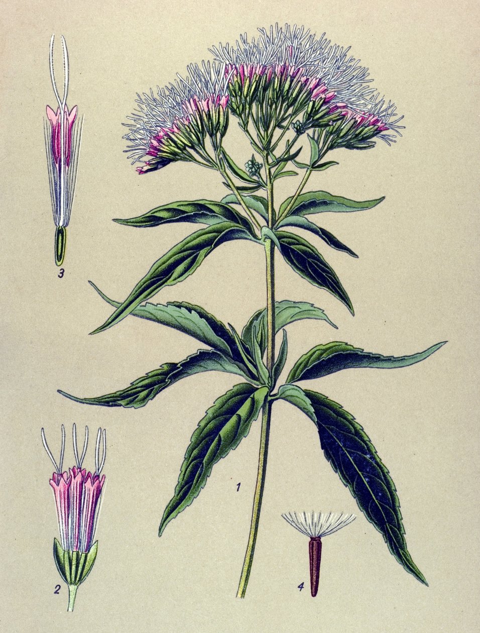 Botanische Tafel, Pflanze: Hanfblättriges Wasserdost (Eupatorium cannabinum) von Unbekannter Künstler