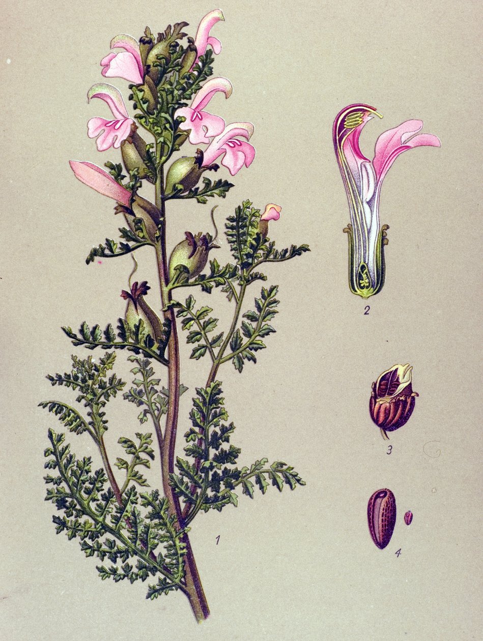 Botanische Tafel, Pflanze: Sumpf-Läusekraut (Pedicularis palustris) von Unbekannter Künstler